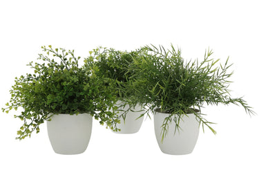 Boltze Topfpflanze Gras mehrfarbig sort. 25cm (1 Stück) Freisteller 1