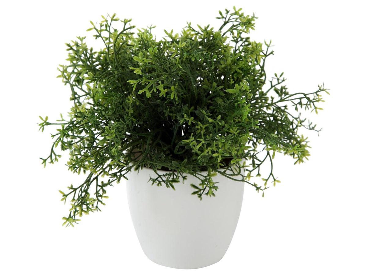 Boltze Topfpflanze Gras mehrfarbig sort. 25cm (1 Stück) Freisteller 3