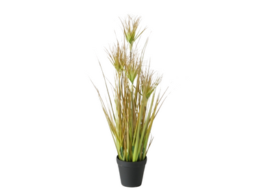 Boltze Topfplanze Zwiebelgras 98 cm Freisteller