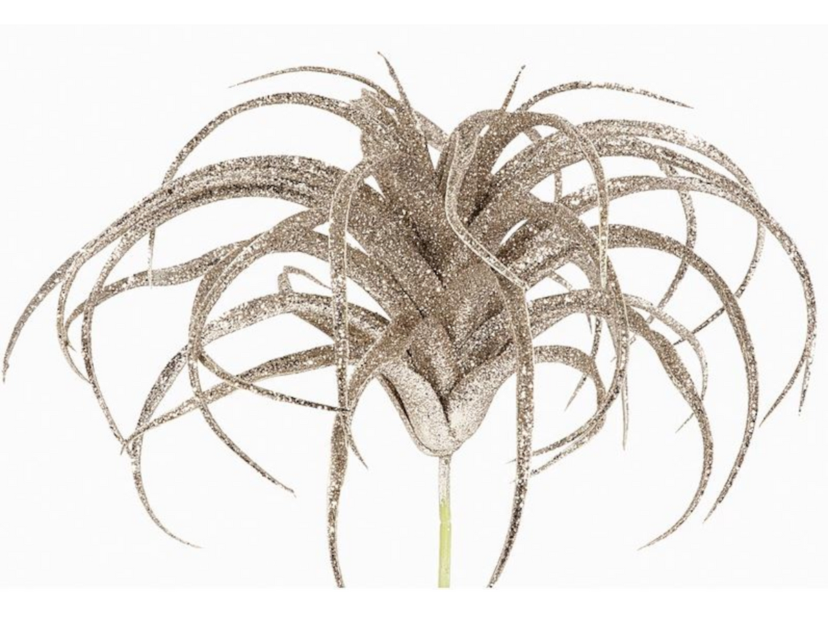EK Tillandsia Glamour champagner 23 cm Freisteller