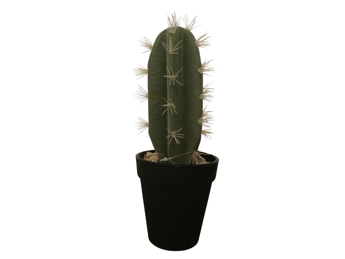 ASA Kaktus indische Feige im Topf 26 cm Freisteller