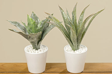 Boltze Agave im Topf sortiert 25 cm
