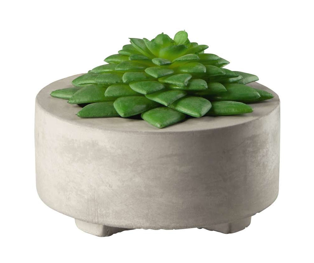 ASA Maxi Sukkulente II im grauen Betontopf grün 10,5cm