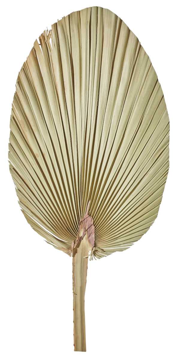 ASA Palmblatt natur 60-70 cm