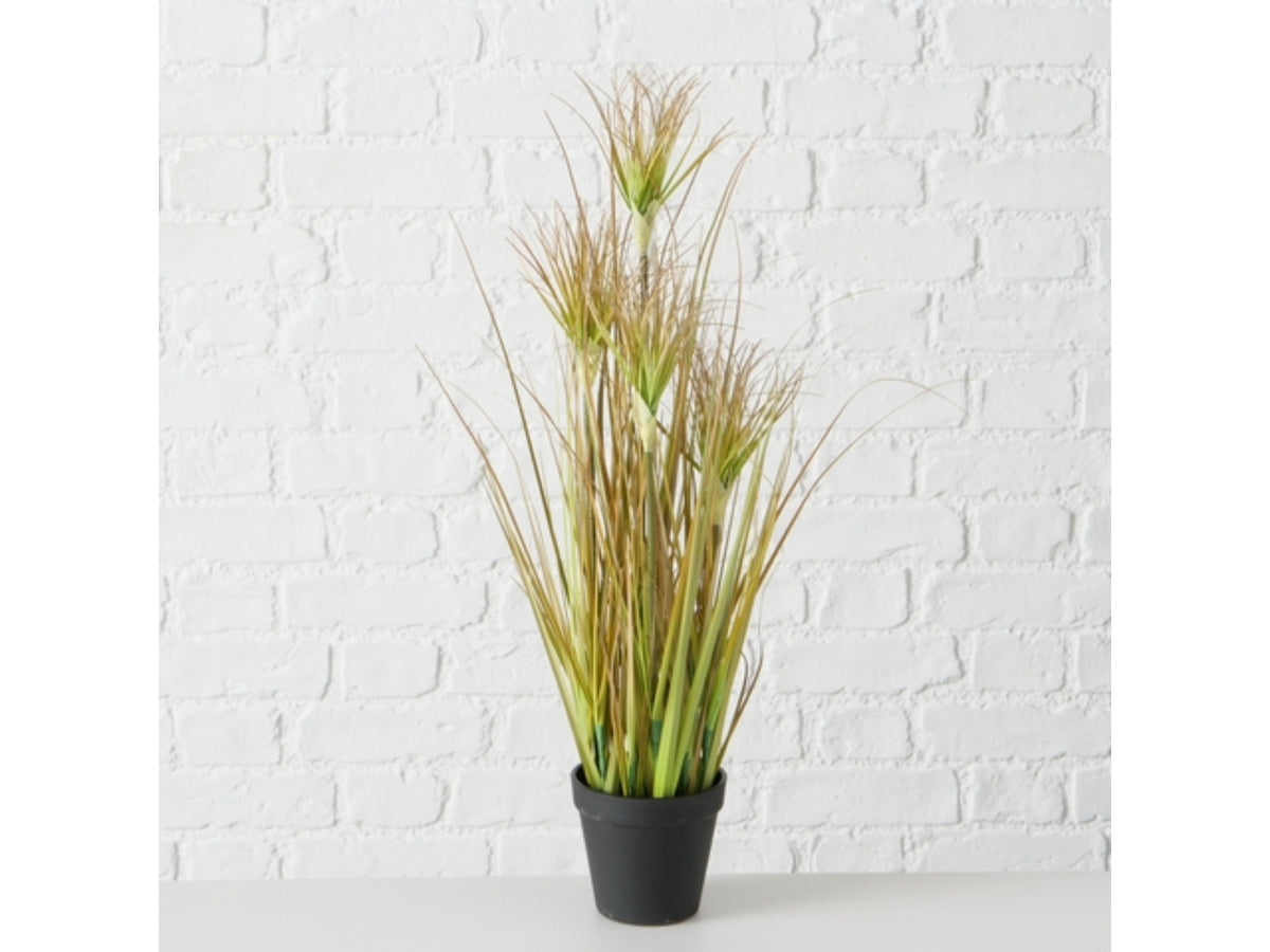 Boltze Topfplanze Zwiebelgras 60 cm Lifestyle