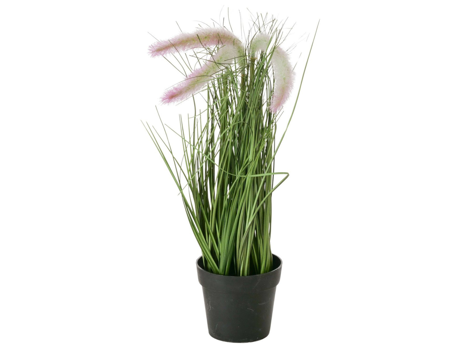 Boltze Topfpflanze Gras mehrfarbig sort. 46cm (1 Stück) Freisteller 4