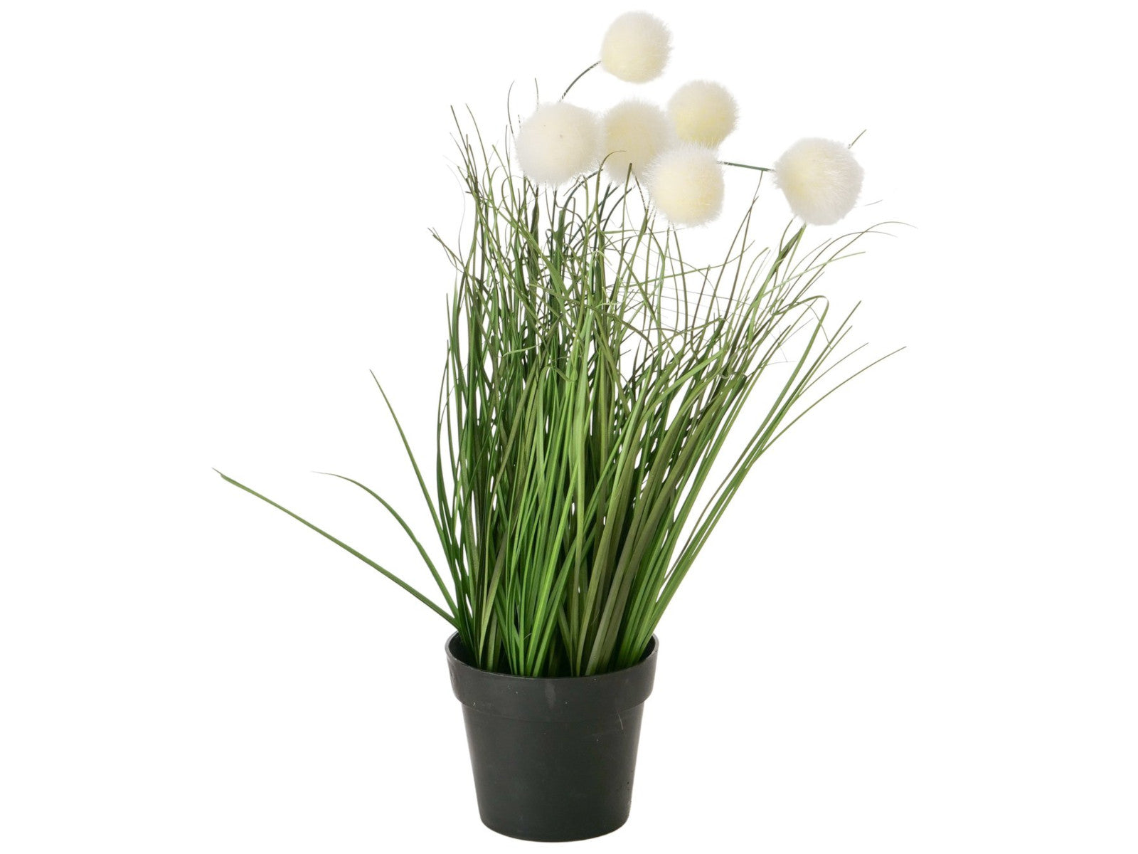 Boltze Topfpflanze Gras mehrfarbig sort. 46cm (1 Stück) Freisteller 3