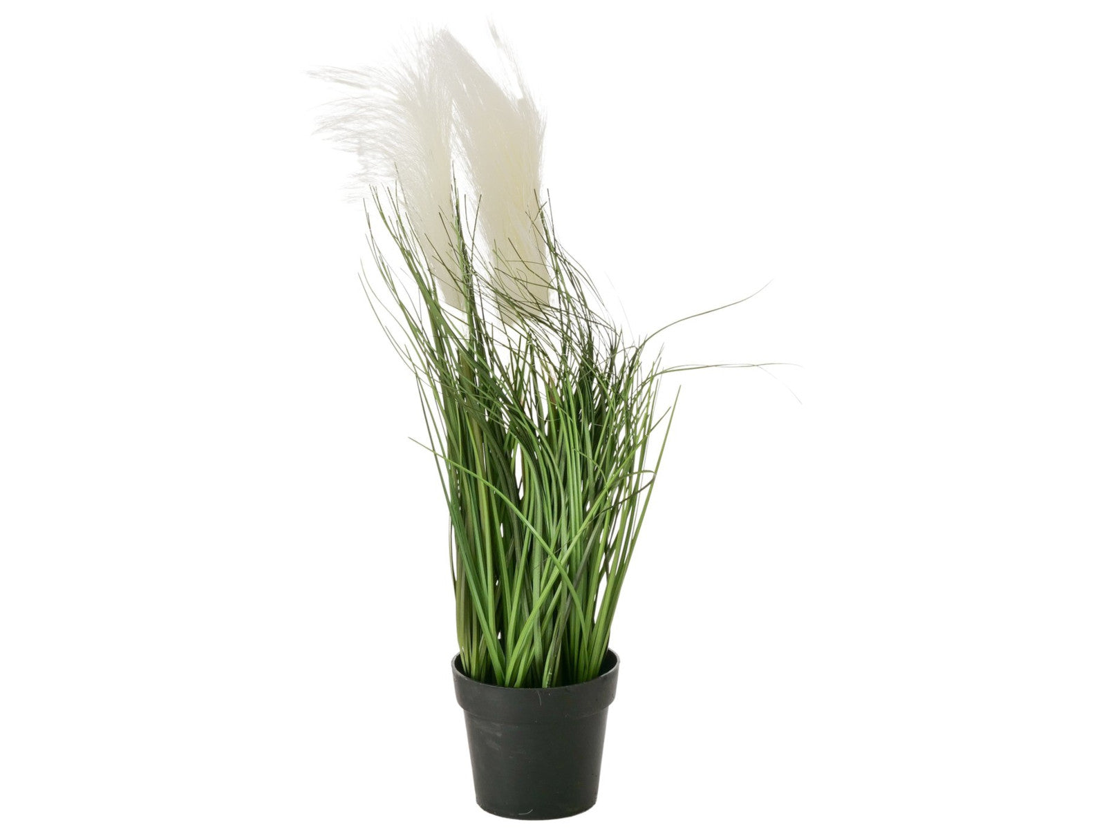 Boltze Topfpflanze Gras mehrfarbig sort. 46cm (1 Stück) Freisteller 2