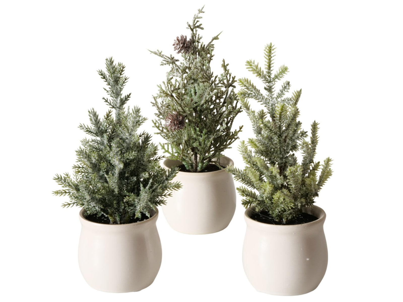 Boltze Topfpflanze Kiefer sortiert mehrfarbig 23cm (1 Stück) Freisteller 1