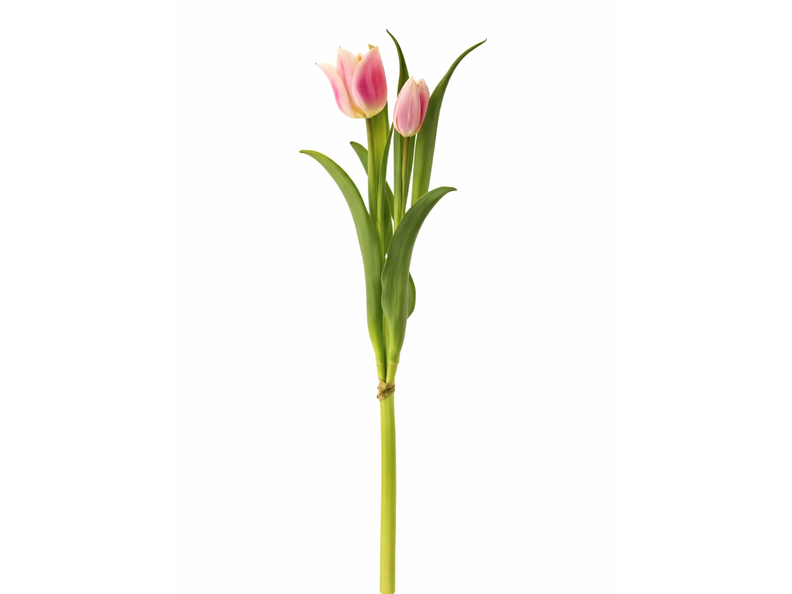 Exner Tulpenbund pink 40cm Freisteller 1