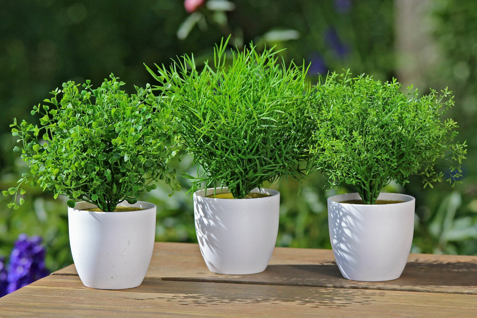 Boltze Topfpflanze Gras mehrfarbig sort.  25cm (1 Stück) Lifestyle 3