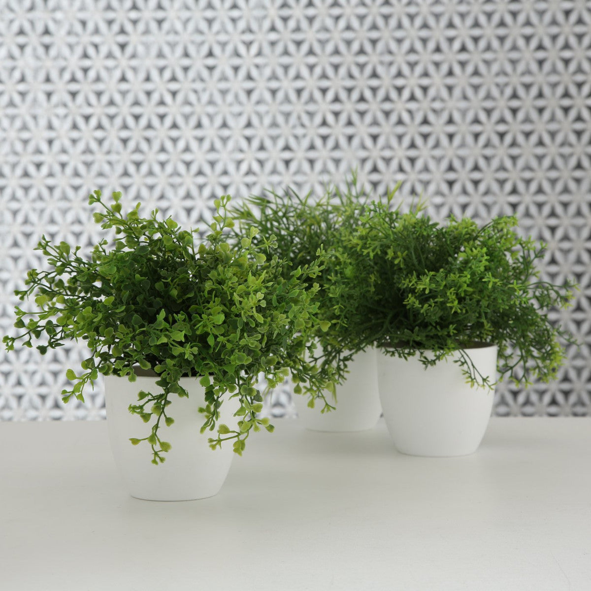 Boltze Topfpflanze Gras mehrfarbig sort.  25cm (1 Stück) Lifestyle 2