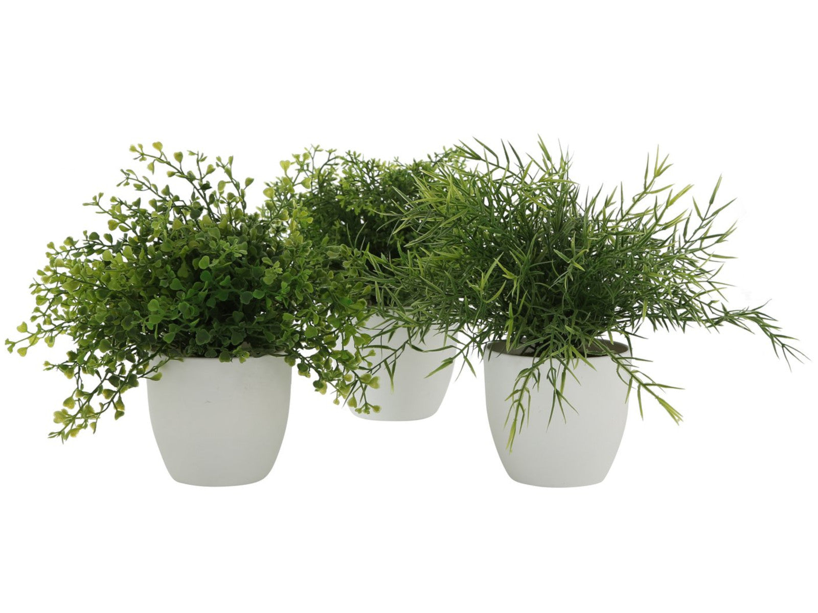 Boltze Topfpflanze Gras mehrfarbig sort.  25cm (1 Stück) Freisteller 1