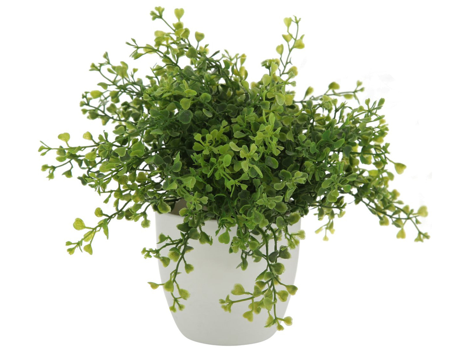 Boltze Topfpflanze Gras mehrfarbig sort.  25cm (1 Stück) Freisteller 2