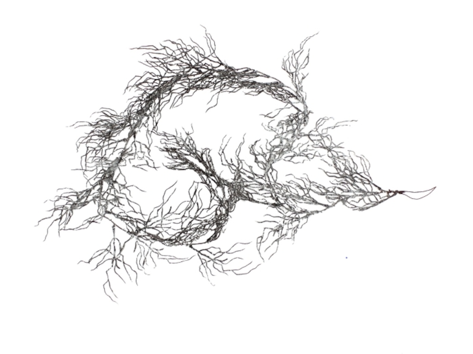 Werner Voß GmbH Girlande braun-beglimmert 160 cm Freisteller