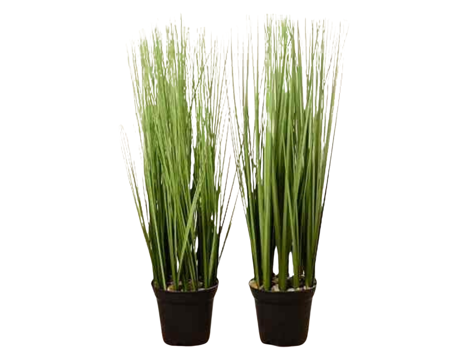 Boltze Gras im Topf sortiert 54 cm (1 Stück) Freisteller