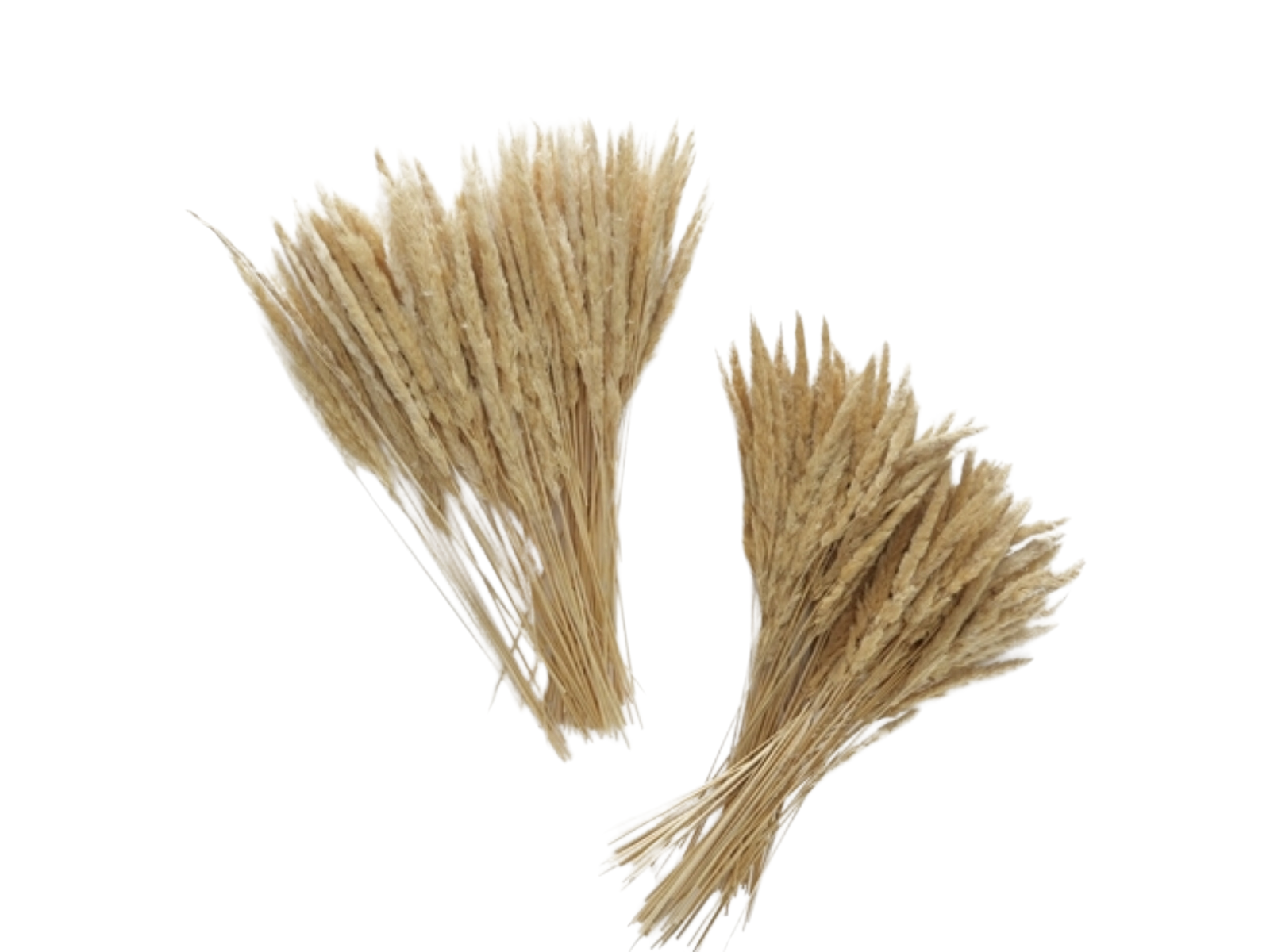 Boltze Granos Dekozweig natur ( 1 Stück ) Freisteller