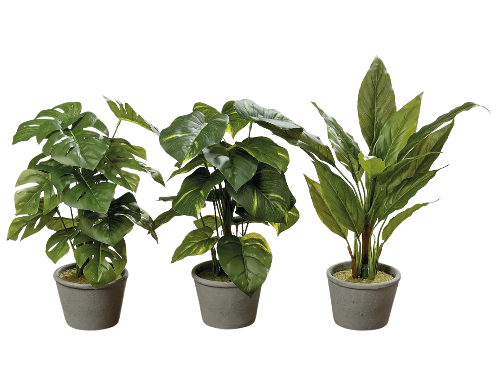 Boltze Pflanze im Topf 35 cm sortiert (1 Stück) Freisteller