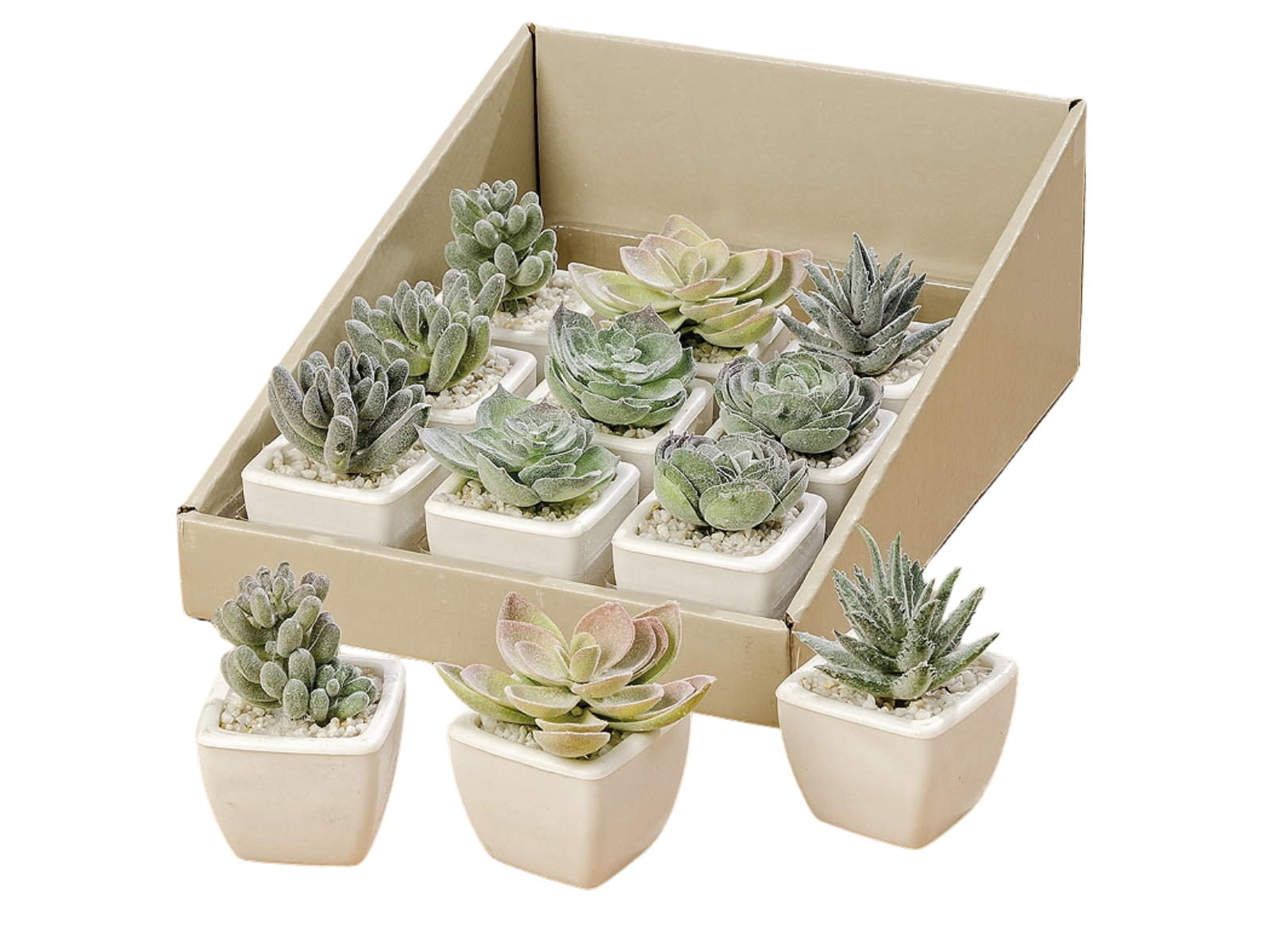 Boltze Pflanze im Topf sortiert grün (1 Stück) Freisteller