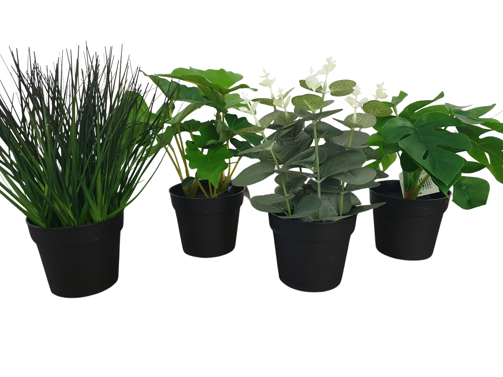 Boltze Topfpflanze sortiert grün 23 cm Freisteller