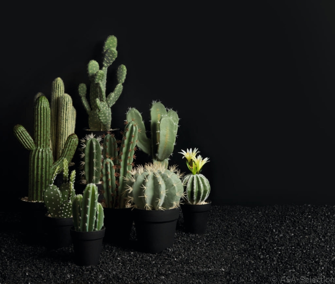 ASA Kaktus indische Feige im Topf 26 cm Lifestyle