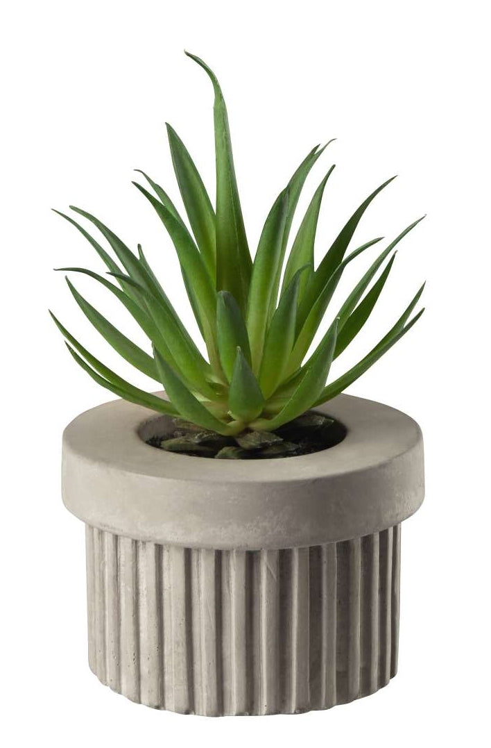 ASA Sukkulente VI im grauen Betontopf grün 7 cm