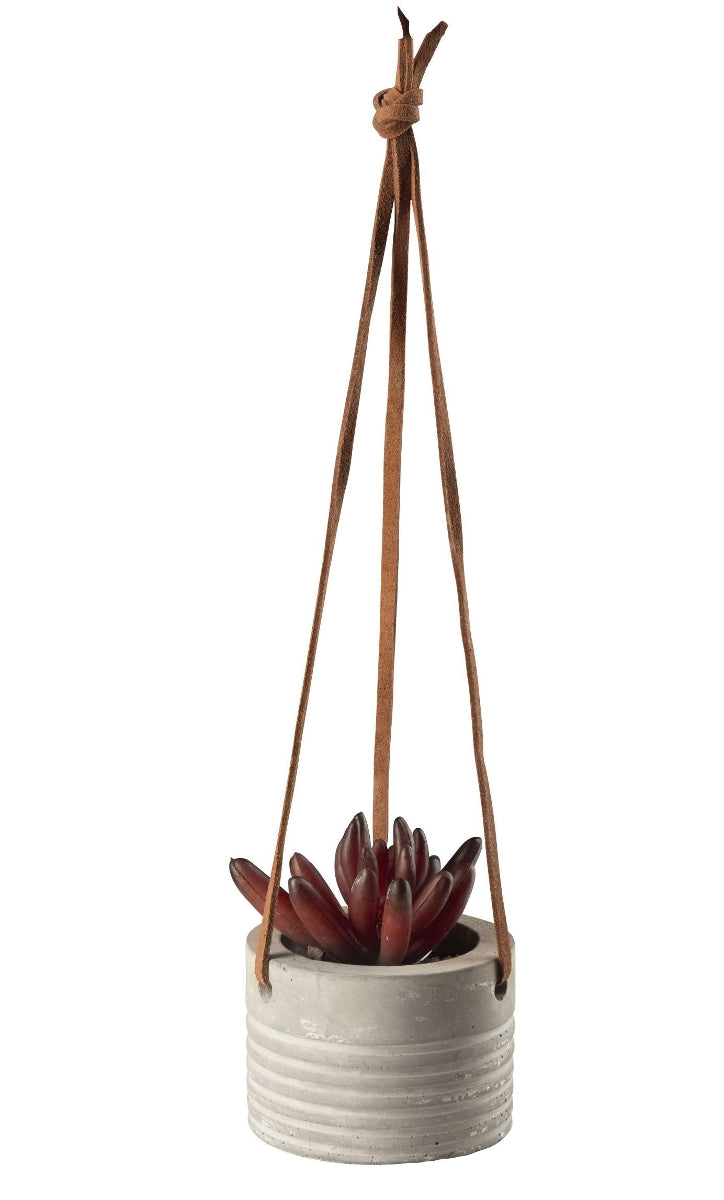 ASA Hängesukkulente I im grauen Betontopf rot 7 cm