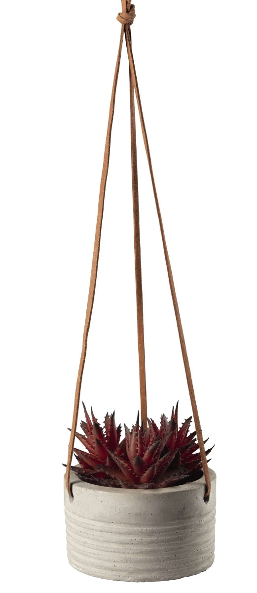 ASA Maxi Hängesukkulente I im grauen Betont.rot 10,5cm