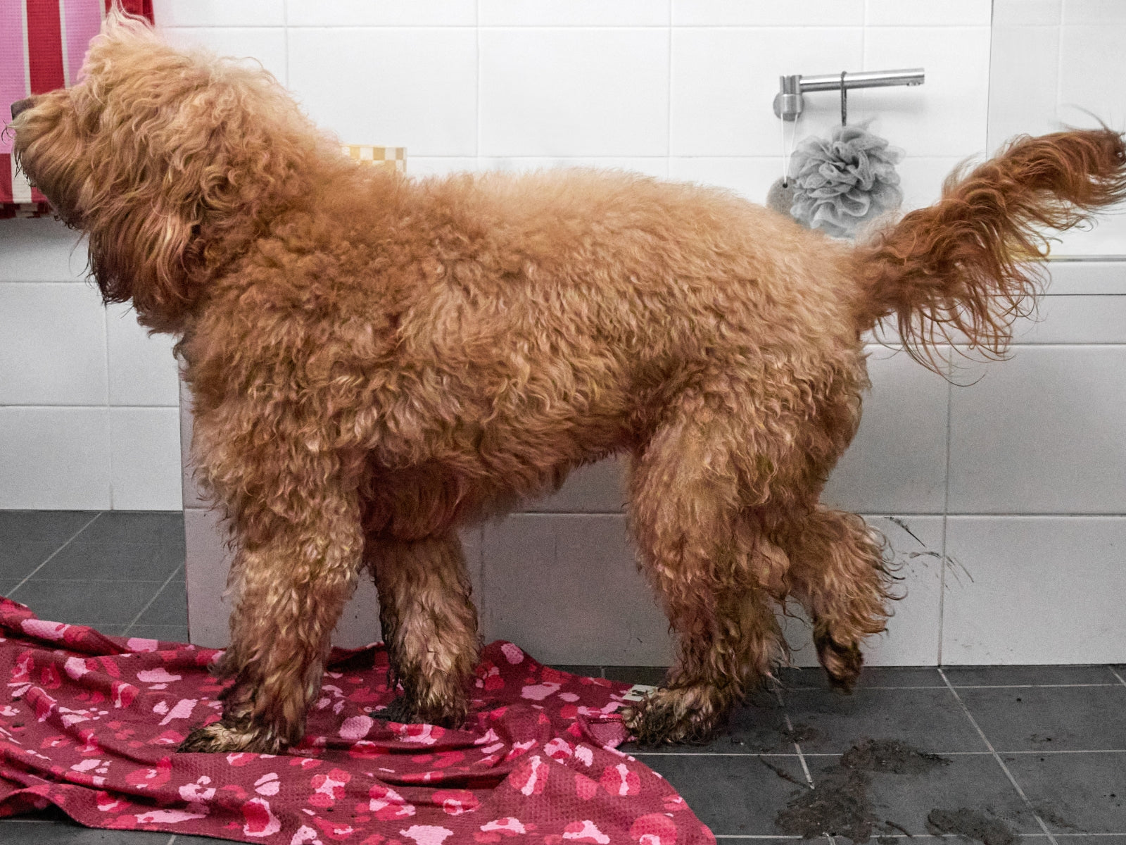 Dock & Bay Hundehandtuch M Pink Paws 90x50cm - Produktbild 10