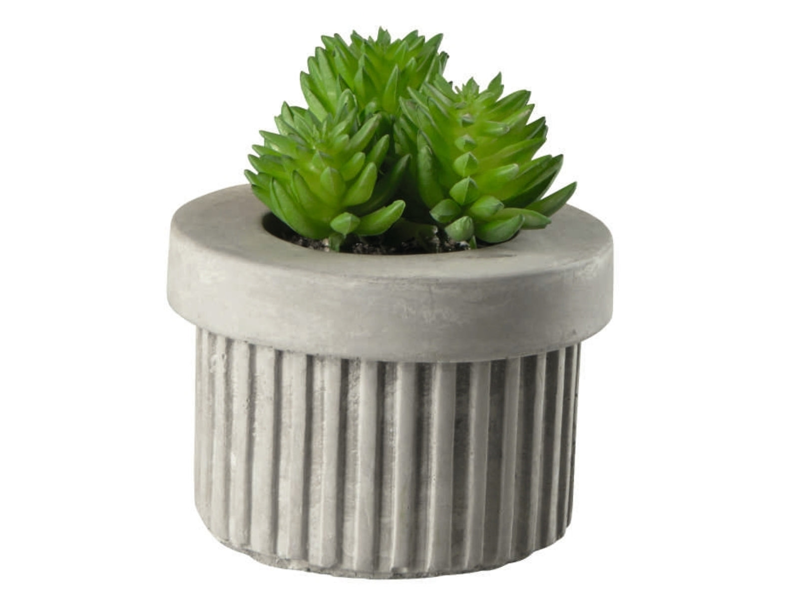 ASA Sukkulente III im grauen Betontopf grün 7 cm