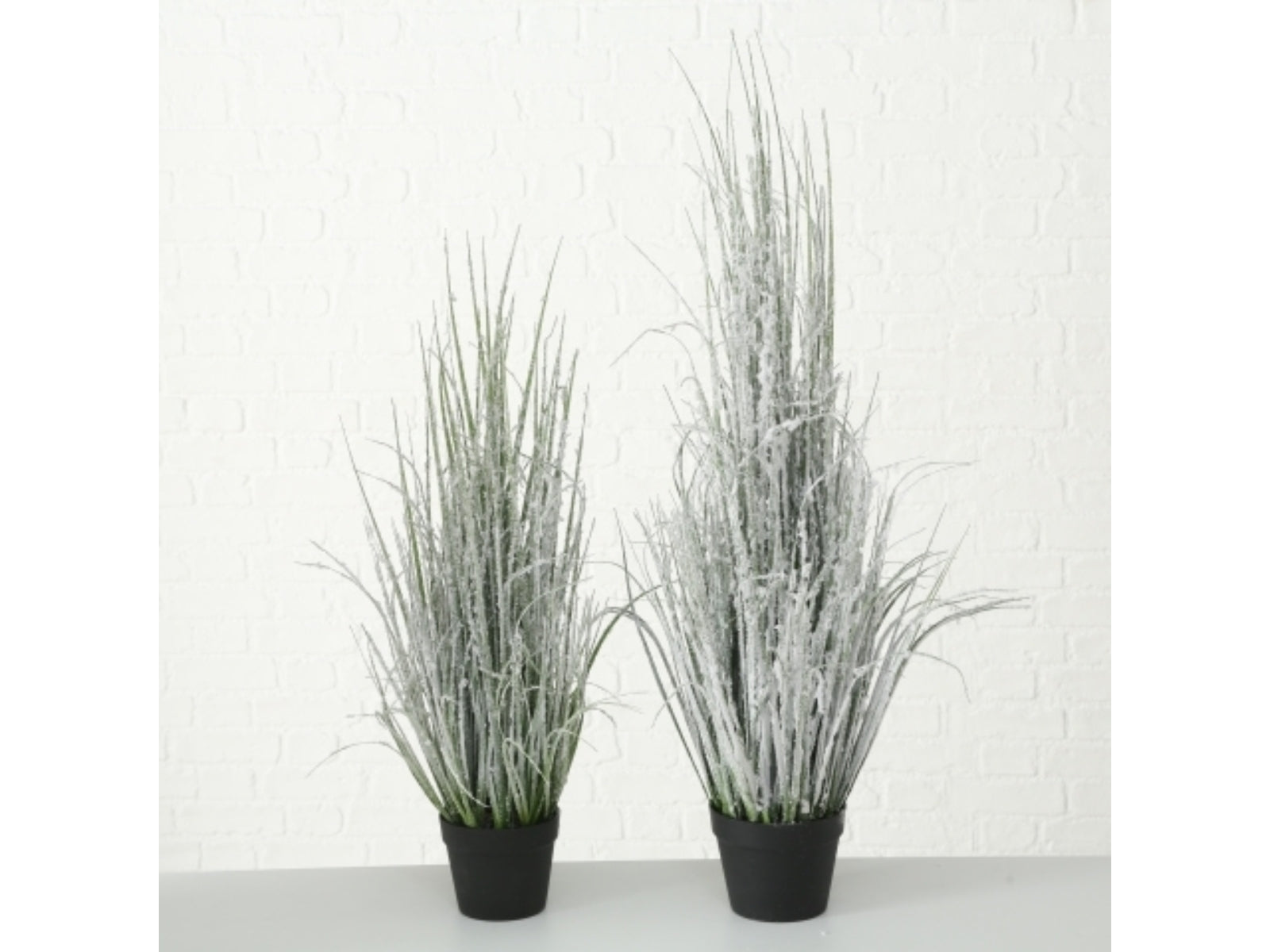 Boltze Gras im Topf 88 cm (1 Stück)