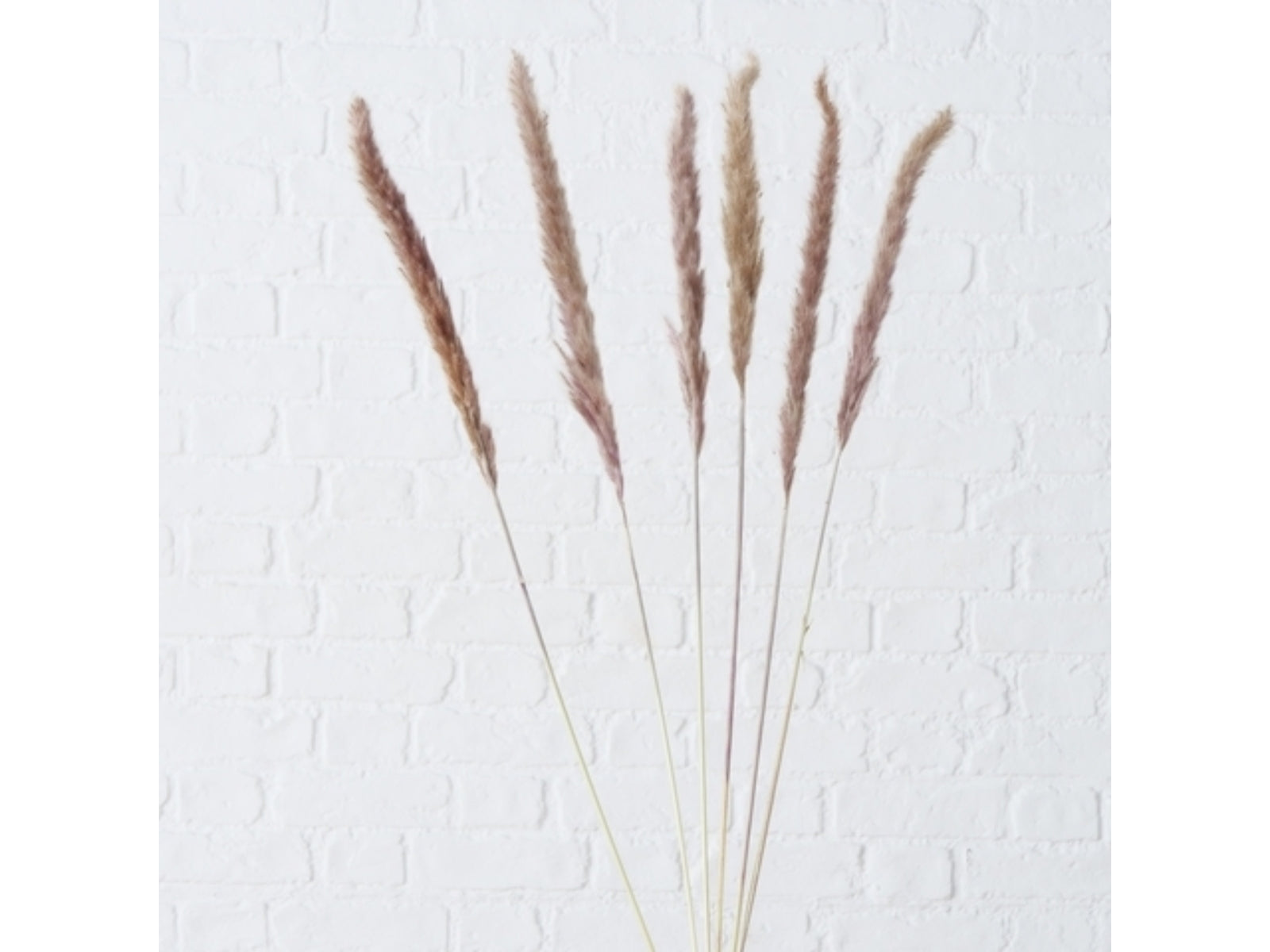 Boltze Dekozweig Pampasgrass natur 6tlg.
