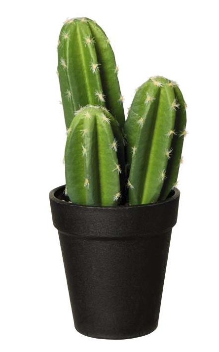 ASA Kaktus Caron Kandel im Topf grün 22 cm
