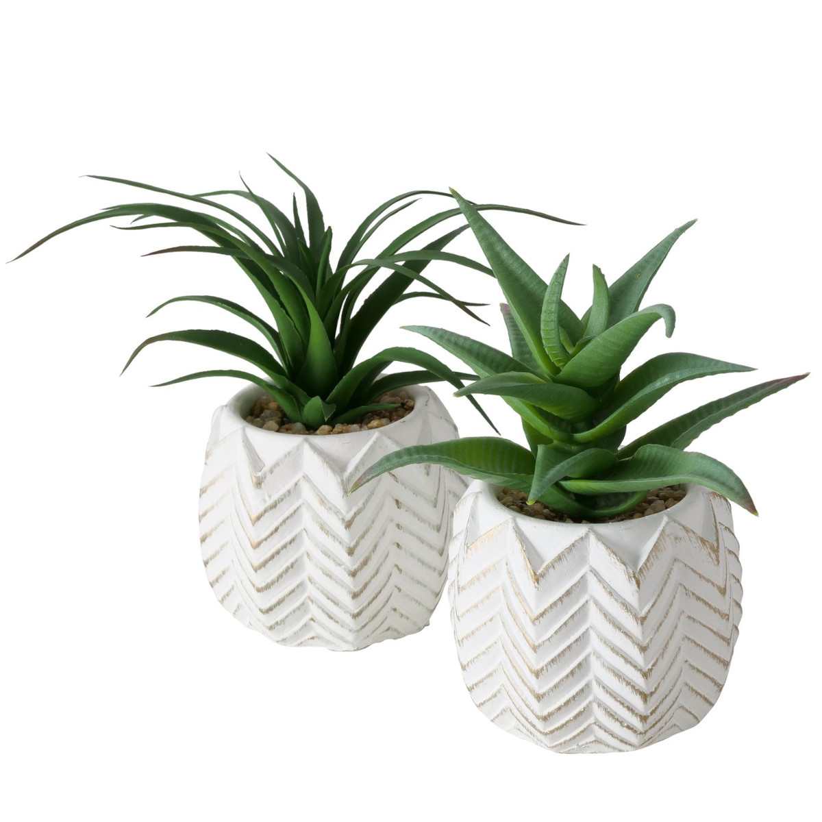 Boltze Topfpflanze Aloe Vera 14cm sortiert (1 Stück) Freisteller 1