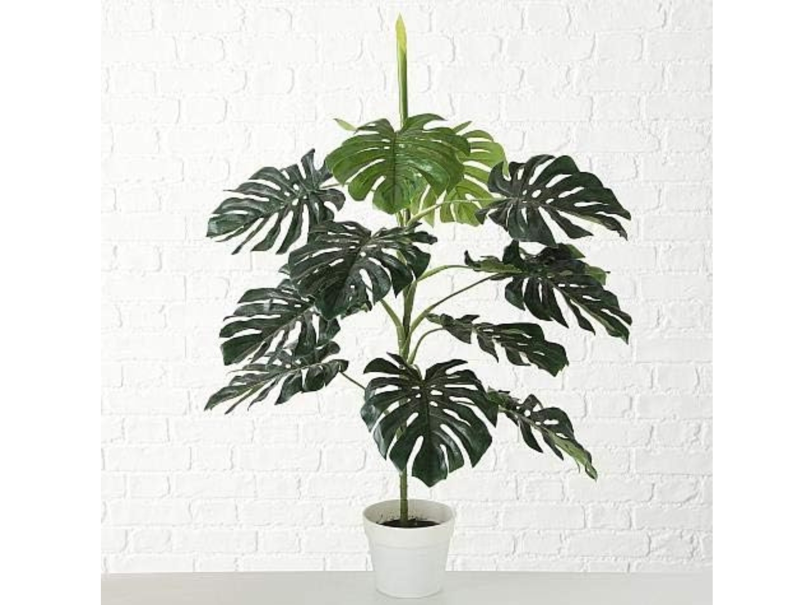 Boltze Philodendron im Topf grün 110 cm ( 1 Stück )